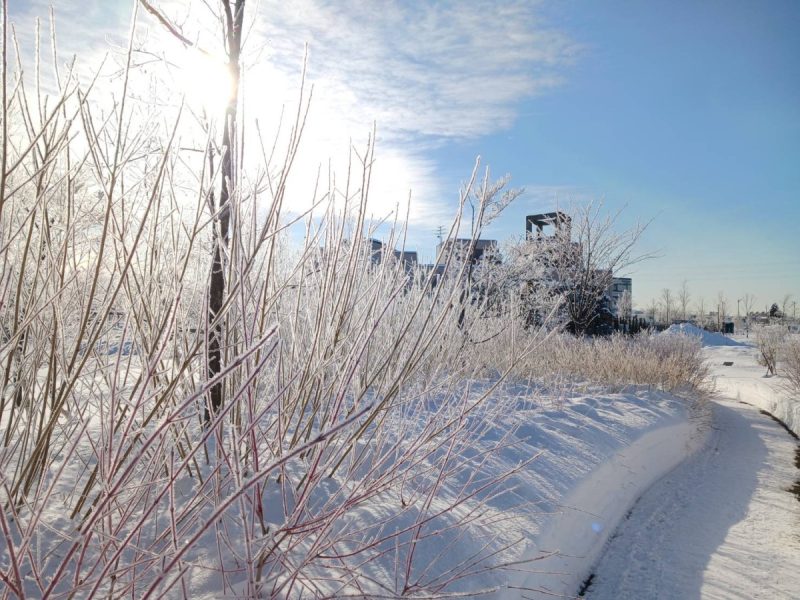 ガーデンエリアの木々に樹氷ができました！【2月3日（火）早朝】