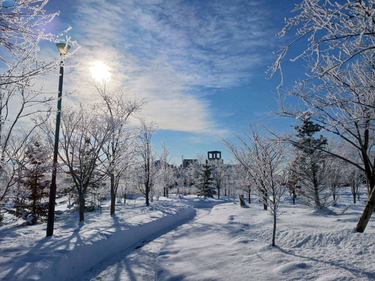 ガーデンエリアの木々に樹氷ができました!【2月3日(火)早朝】